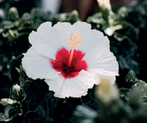 Abril Vermelho e Branco – Mês de Combate ao Câncer de Cabeça e Pescoço